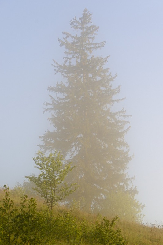 Фотографія Карпатські тумани 05 / Ігор Кульчицький / photographers.ua