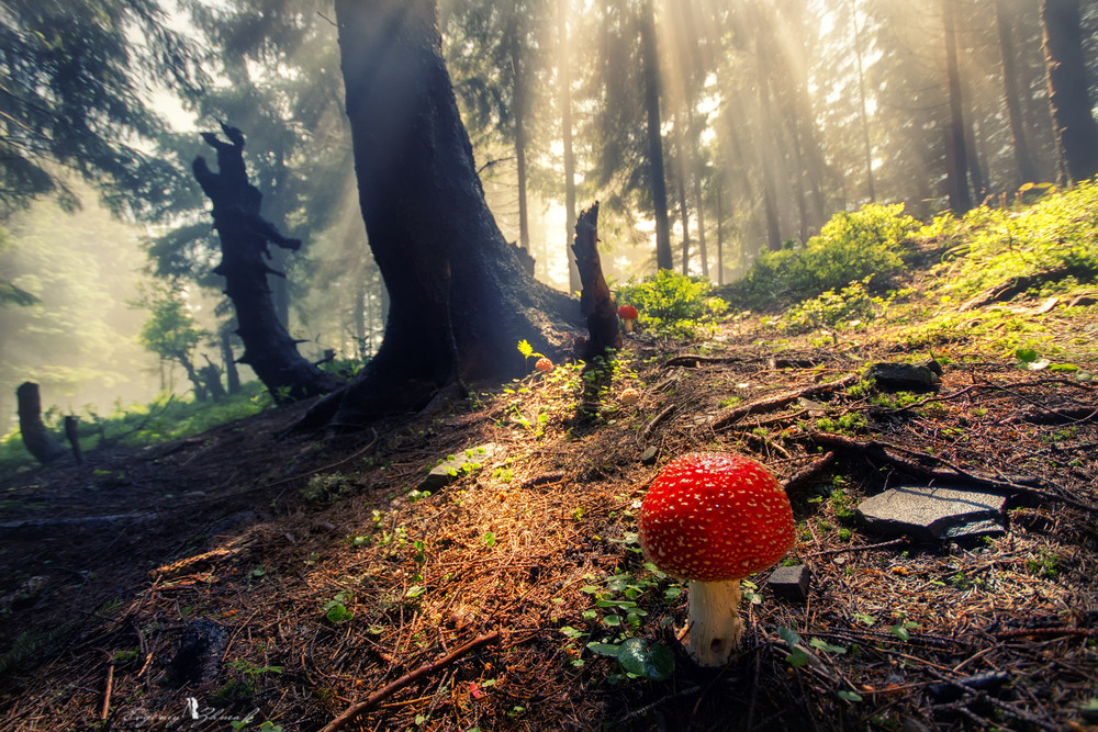 Фотографія Гуляя в сказочном лесу... / Евгений Жмак / photographers.ua