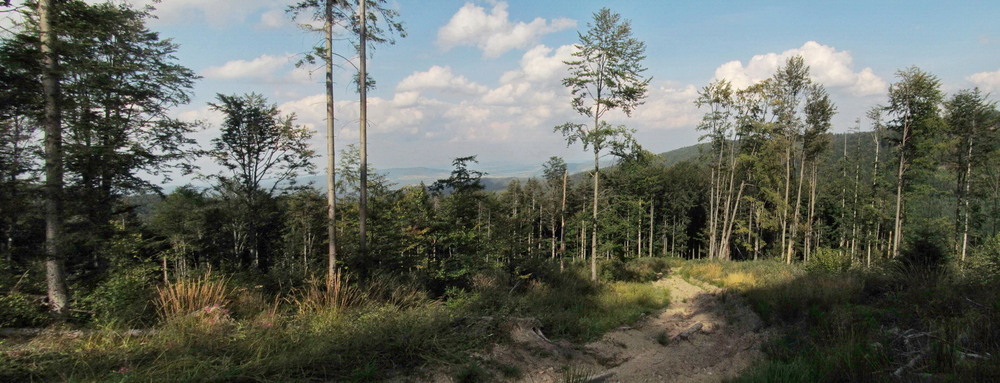 Фотографія Ліси хребта Чортка / Тат Мандри / photographers.ua