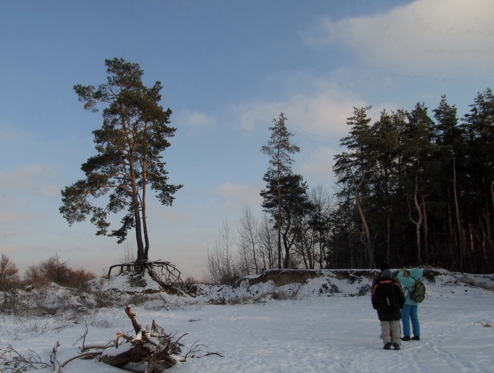 Фотографія Сосна на пуантах / Тат Мандри / photographers.ua