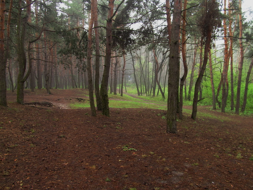 Фотографія Весняні тумани Григоровського бору 2 / Тат Мандри / photographers.ua