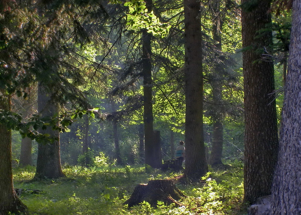 Фотографія Влітку у лісі / Тат Мандри / photographers.ua