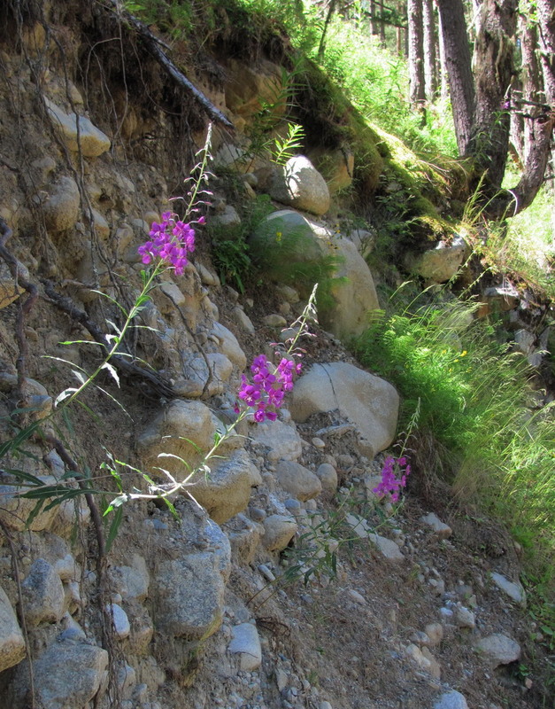 Фотографія Квітне іван-чай / Тат Мандри / photographers.ua