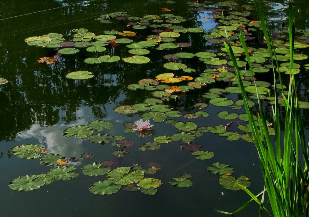Фотографія З архіву, закуток ставка центрального парку / Тат Мандри / photographers.ua