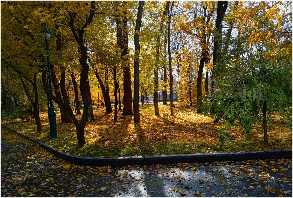 Фотографія Сад Шевченко 2025-10-31 / Тат Мандри / photographers.ua