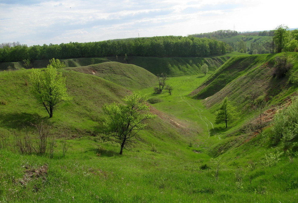 Фотографія Зелені весняні яри / Тат Мандри / photographers.ua