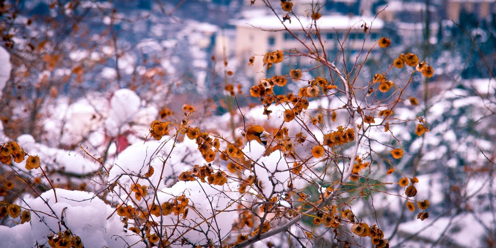 Фотографія Просто Листва.. / Даниил / photographers.ua