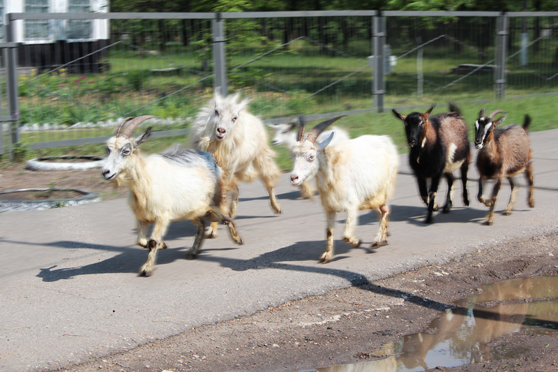 Фотографія Мечты сбываются! Наконец-то фотосессия… / Игорь Харченко / photographers.ua