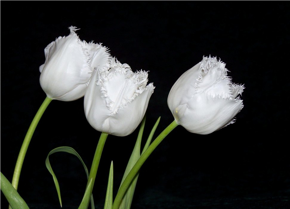 Фотографія Тюльпаны / Игорь Харченко / photographers.ua