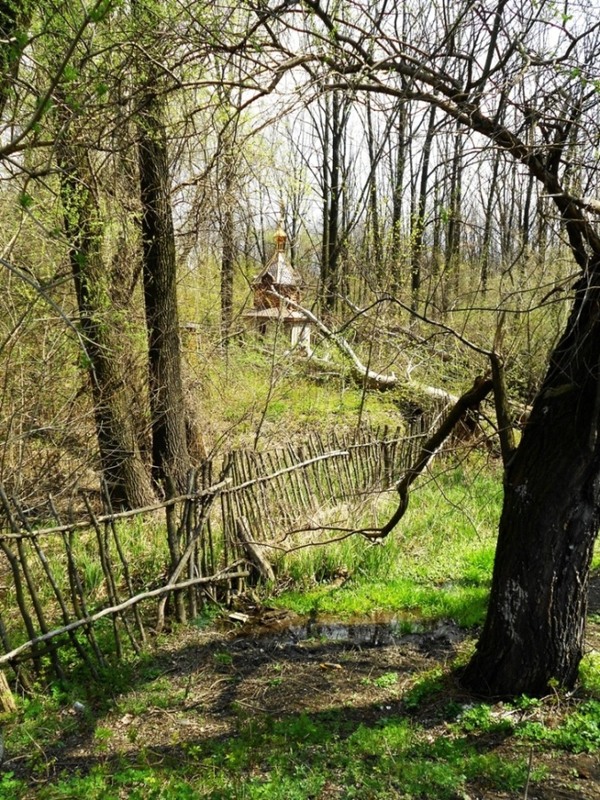 Фотографія Неведомое..в лесу.. / Игорь Харченко / photographers.ua