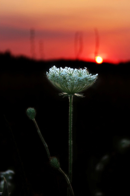 Фотографія Закат в степи 2.. / Игорь Харченко / photographers.ua