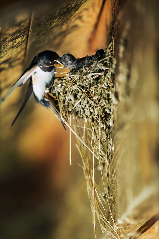 Фотографія Ласточкино гнездо / Павел Фивейский / photographers.ua