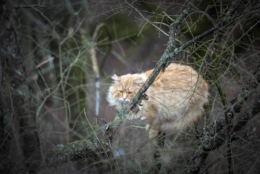 Фотографія И днем и ночью кот ученый.... / Павел Фивейский / photographers.ua