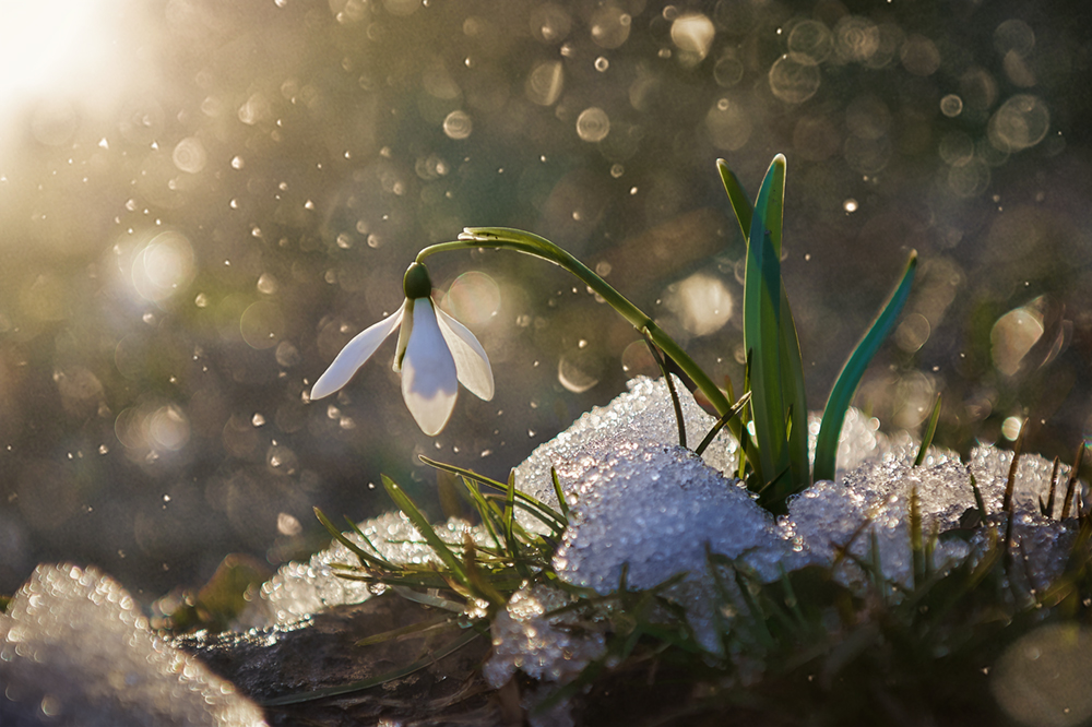 Фотографія Весна пришла... / Andrii Kazun / photographers.ua