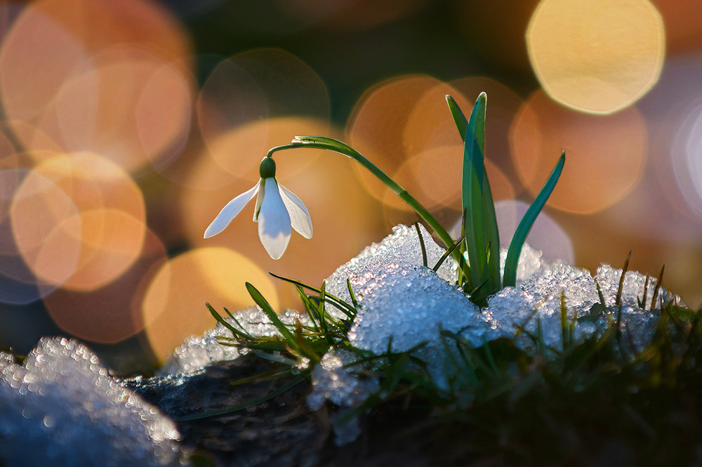 Фотографія Нарешті весна... / Andrii Kazun / photographers.ua