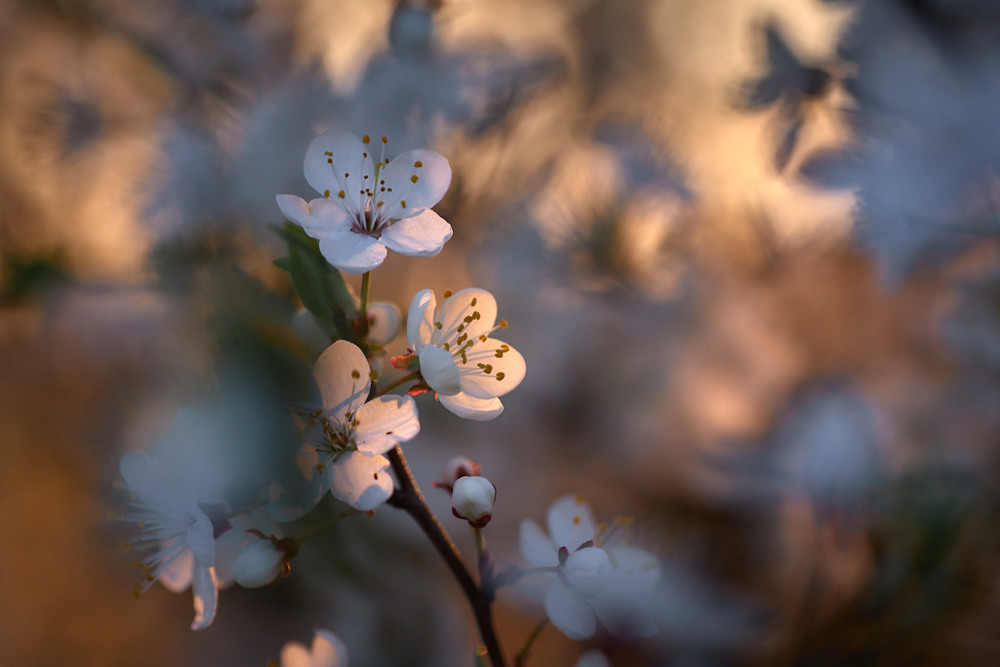 Фотографія Цветущая весна в золотой час... / Andrii Kazun / photographers.ua