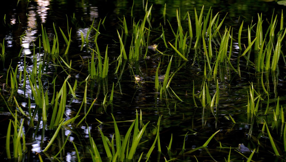 Фотографія скільки жаб в струмку ? / phia / photographers.ua