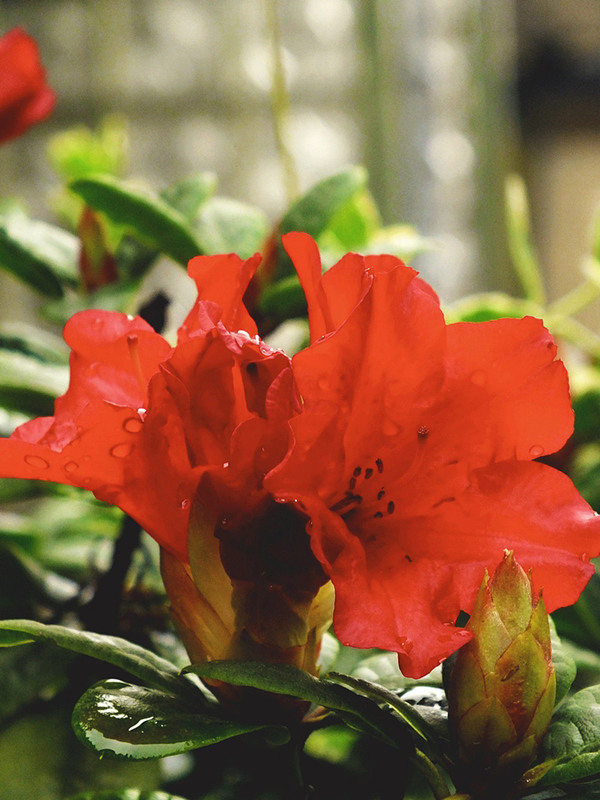 Фотографія червона квітка... / phia / photographers.ua