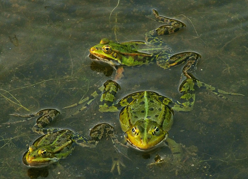 Фотографія три девицы-жабицы во пруду... / phia / photographers.ua
