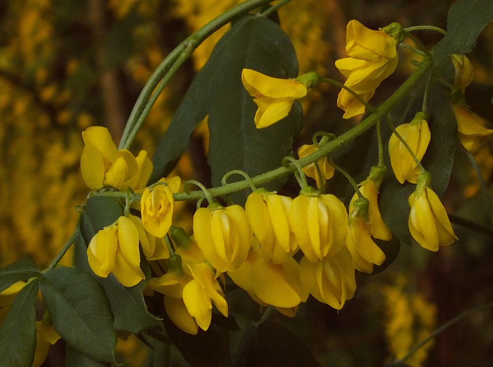 Фотографія жовті квіти / phia / photographers.ua
