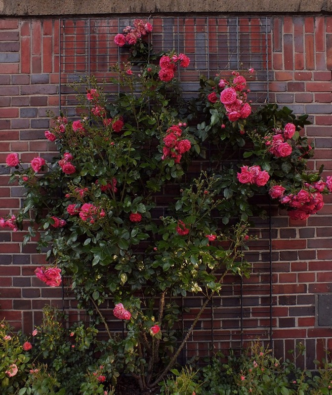 Фотографія кущ червоних троянд ... / phia / photographers.ua