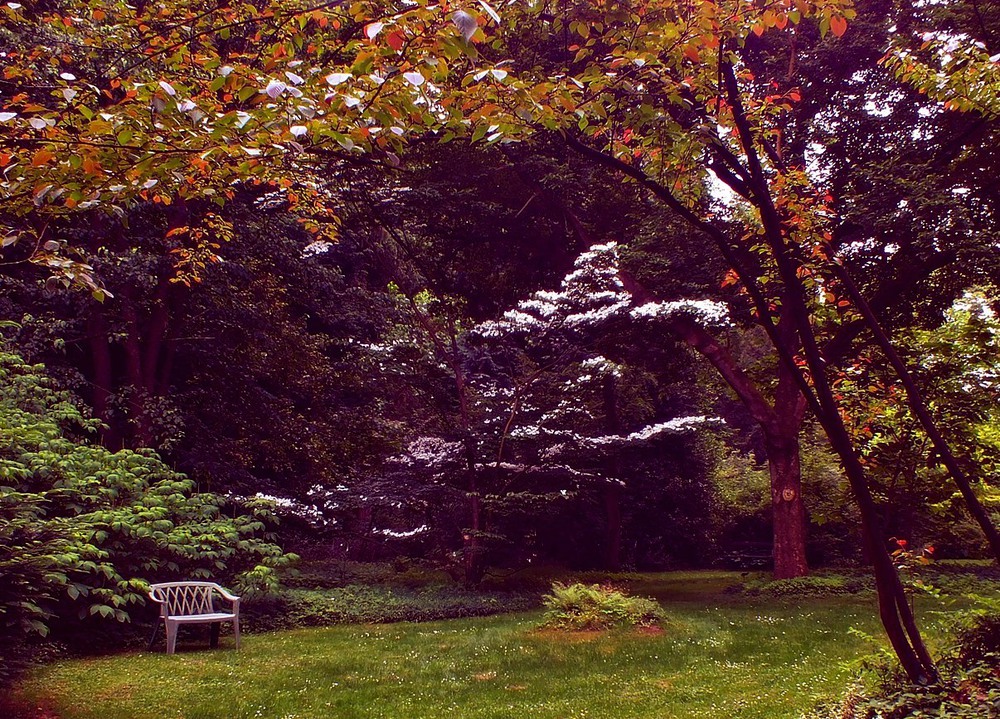 Фотографія сад з лавкою біля квітучого кизилу ... / phia / photographers.ua