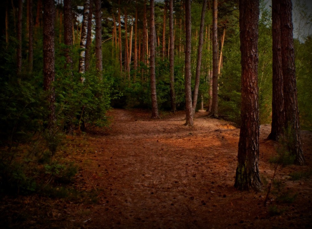 Фотографія фарби вечірнього лісу ... / phia / photographers.ua