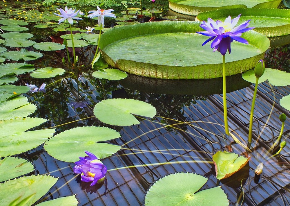 Фотографія Water lilies / phia / photographers.ua