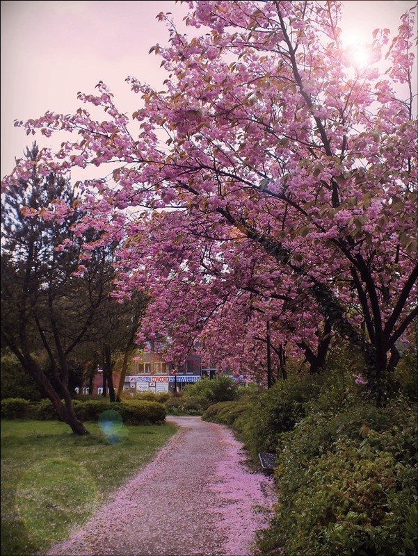 Фотографія по розовой  дорожке в сладкие  сны / phia / photographers.ua