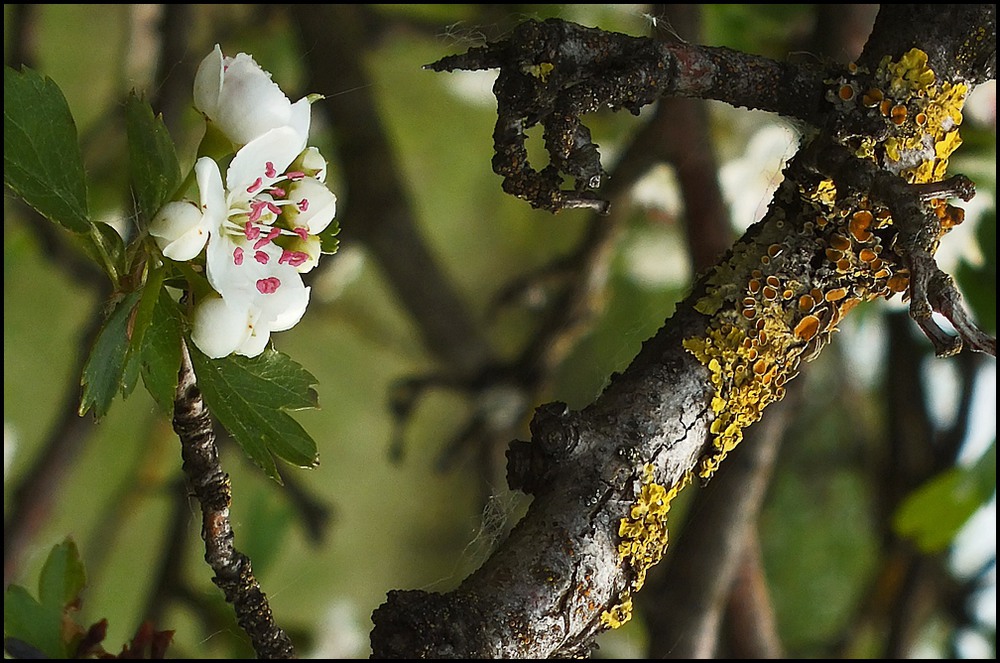 Фотографія весна в лесу...красавица и леший... / phia / photographers.ua