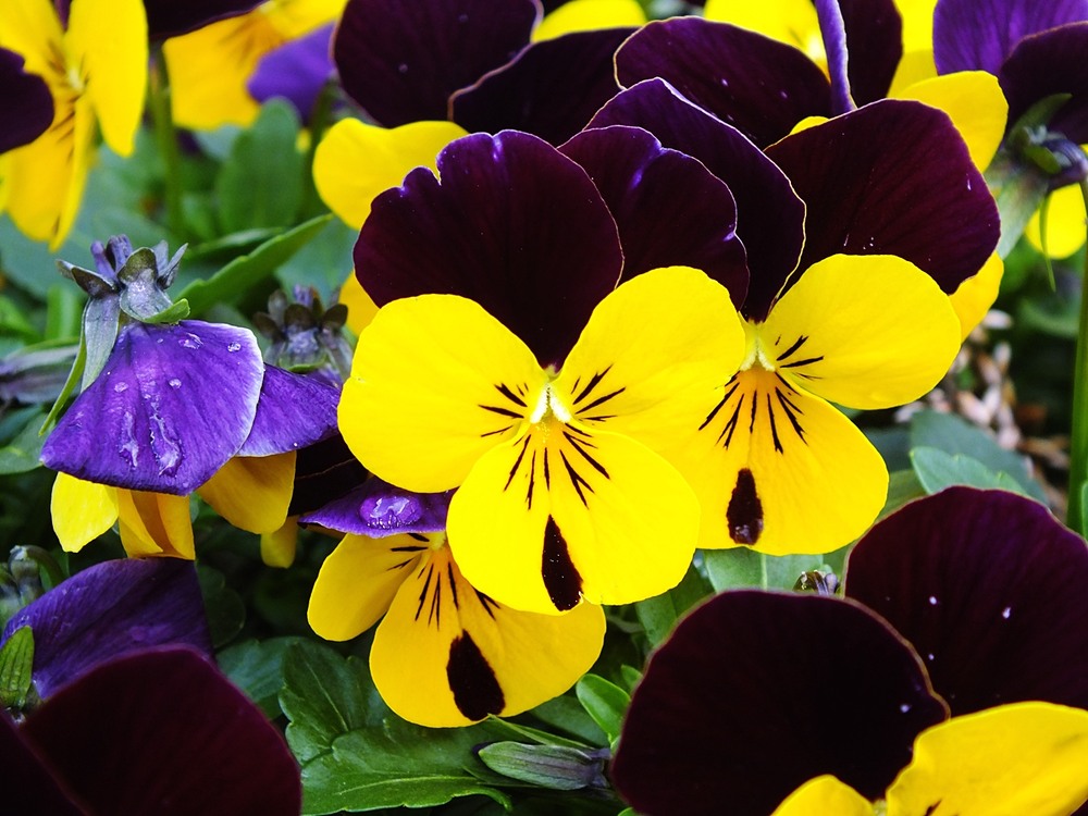 Фотографія Colors of Spring / phia / photographers.ua