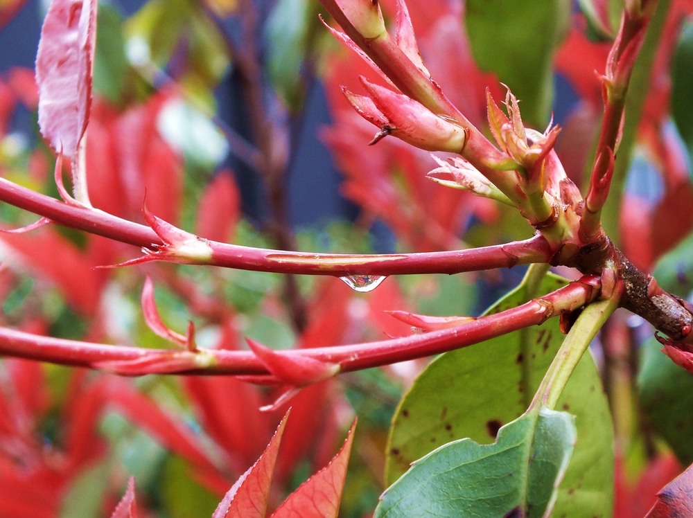 Фотографія Pink / phia / photographers.ua