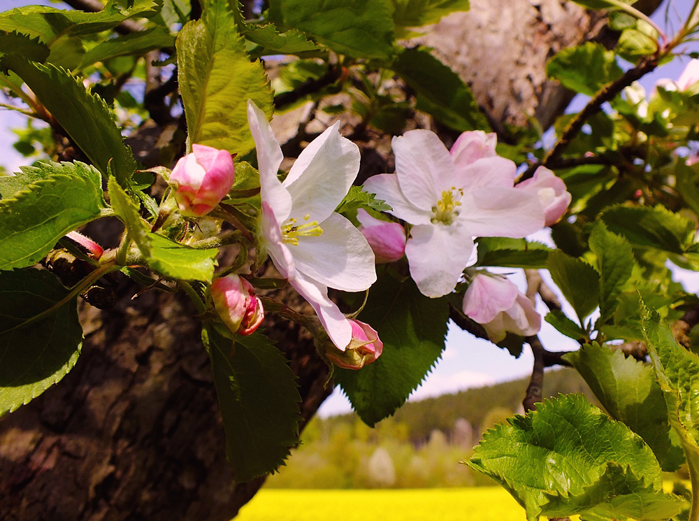 Фотографія яблуневий цвіт / phia / photographers.ua