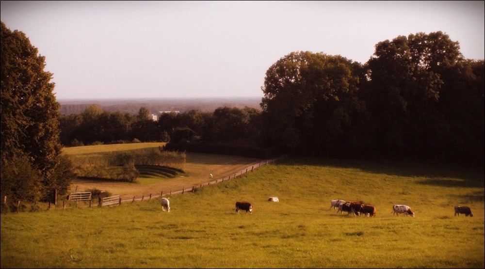Фотографія Бурёнки из Маслёнкино / phia / photographers.ua