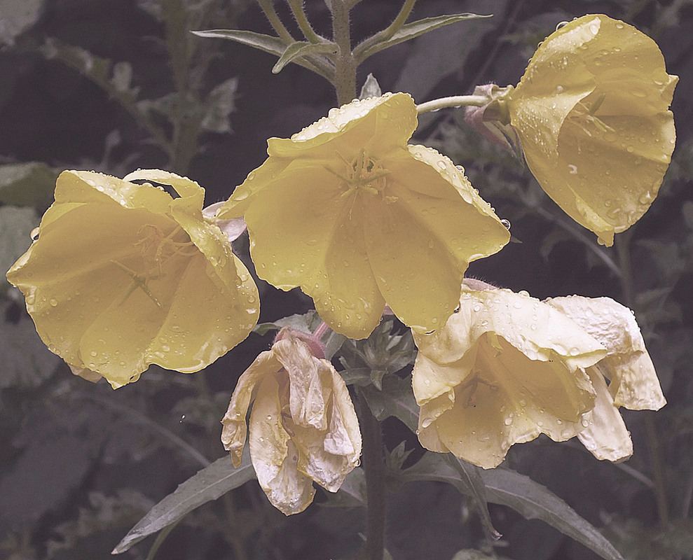 Фотографія после дождя / phia / photographers.ua