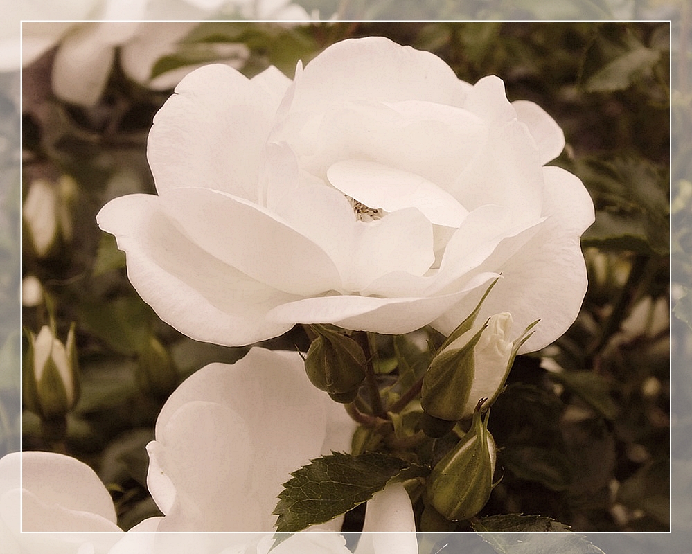 Фотографія біла троянда / phia / photographers.ua