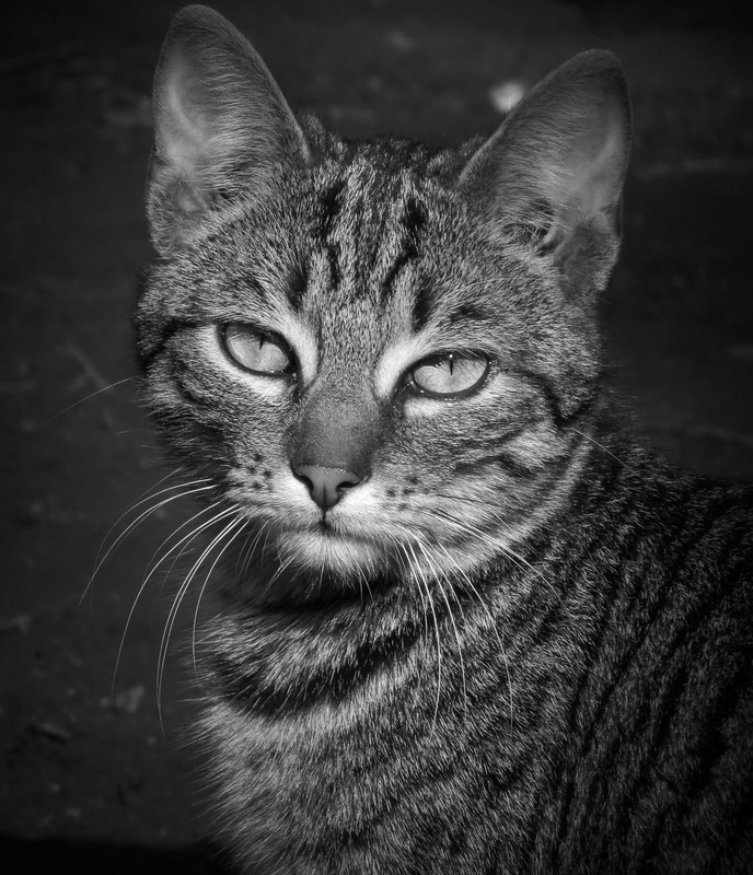 Фотографія ***** / Viktor Smoliak / photographers.ua