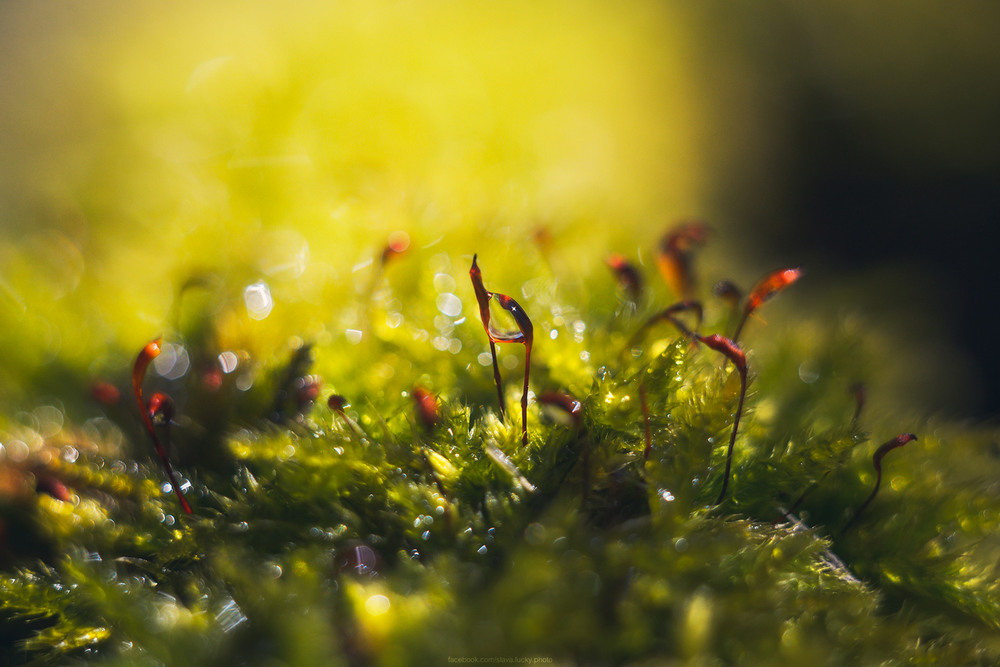 Фотографія Макро / Вячеслав :) / photographers.ua