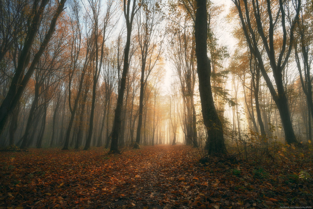 Фотографія Листя з дерев вже все попадало и шобуршить  під ногами / Вячеслав :) / photographers.ua