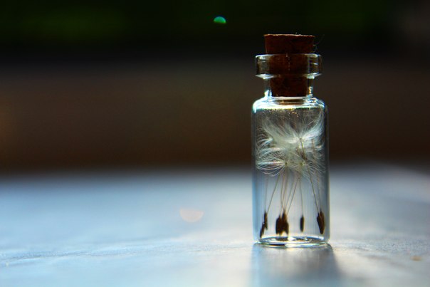 Фотографія консервоване літо / Kaila Greten / photographers.ua