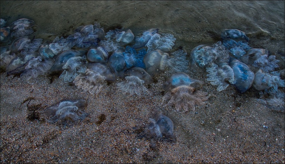 Фотографія Царство медуз! / Загороднюк Юрий / photographers.ua