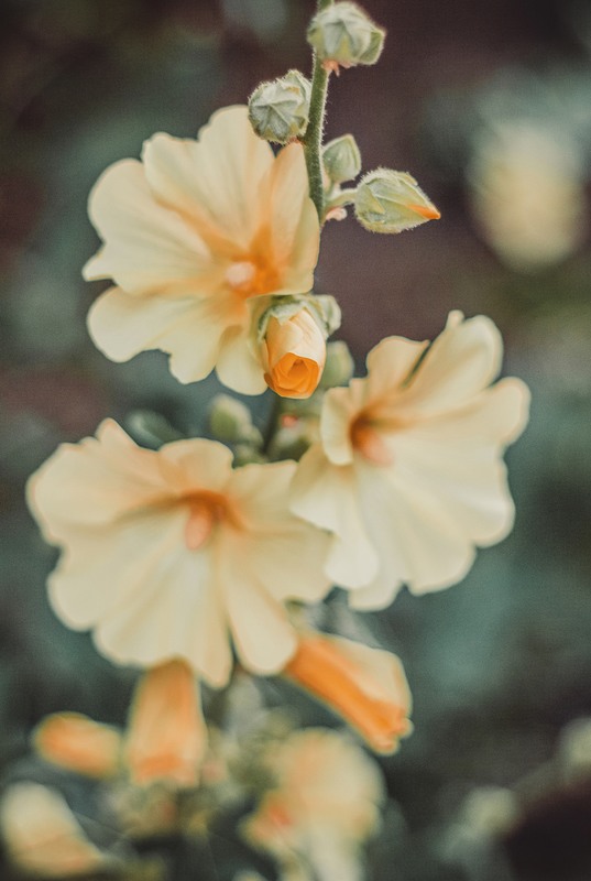 Фотографія Цветы нам дарят вдохновенье... / Загороднюк Юрий / photographers.ua