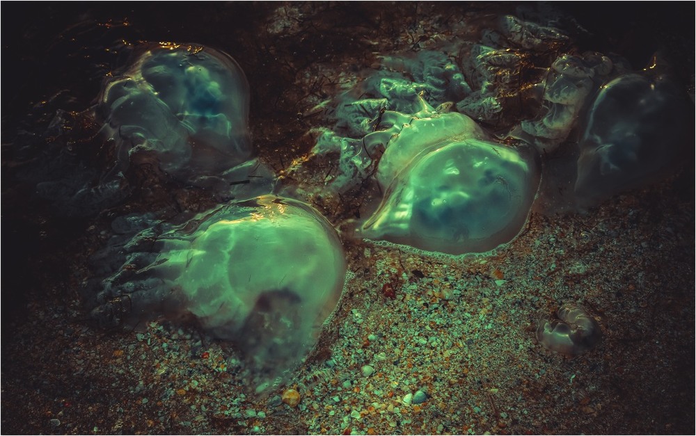 Фотографія Лучше не трогать руками медуз 2! / Загороднюк Юрий / photographers.ua