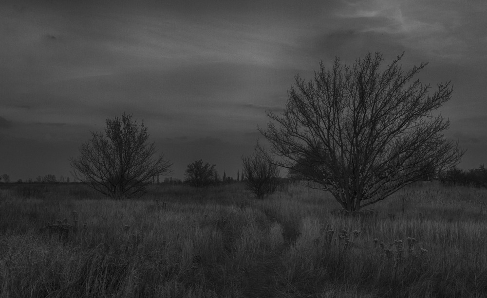 Фотографія «Пейзаж с деревьями»... / Загороднюк Юрий / photographers.ua