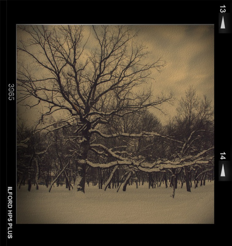 Фотографія Зима в парке. / Загороднюк Юрий / photographers.ua