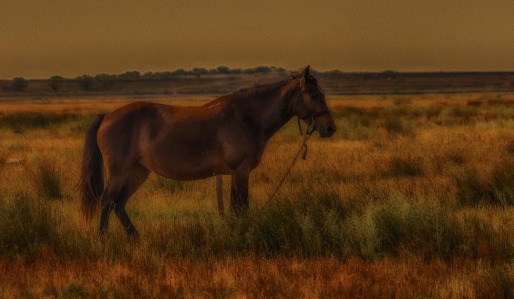Фотографія Есаул, есаул, что ж ты бросил коня... / Загороднюк Юрий / photographers.ua