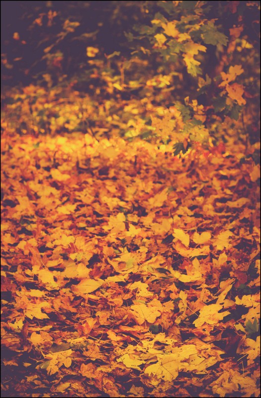 Фотографія За окном художник рисует осень... / Загороднюк Юрий / photographers.ua