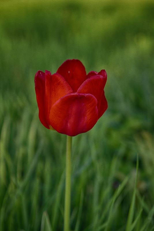 Фотографія Тюльпаны для любимой... / Загороднюк Юрий / photographers.ua