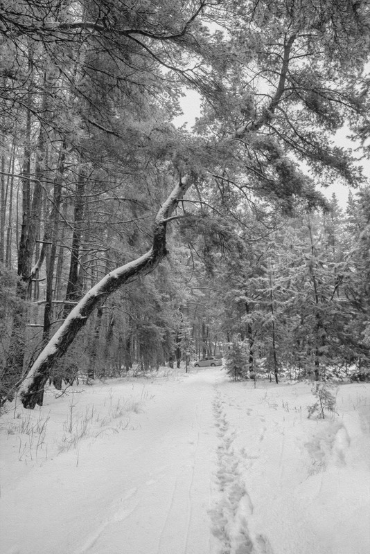 Фотографія Хорошо в лесу зимой 2... / Загороднюк Юрий / photographers.ua