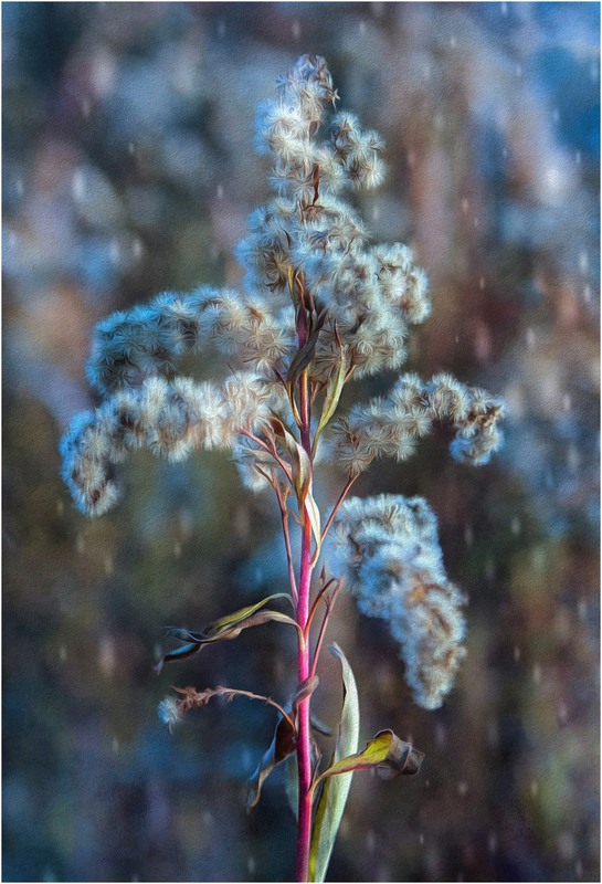 Фотографія Зима… мечты, воспоминанья... / Загороднюк Юрий / photographers.ua